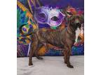 Adopt Mardi Gras King a Hound (Unknown Type) / Pit Bull Terrier / Mixed dog in