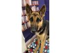 Adopt Betty a German Shepherd Dog / Mixed dog in LAFAYETTE, LA (33688988)