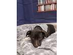 Adopt Dale a Labrador Retriever / Mixed dog in LAFAYETTE, LA (33690375)
