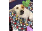 Adopt Rosie a Australian Cattle Dog / Mixed dog in LAFAYETTE, LA (33688987)