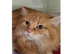 Adopt Eli a Domestic Longhair / Mixed cat in Sheboygan, WI (33695609)