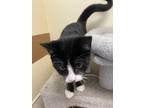Adopt Jerry a Domestic Shorthair / Mixed cat in Monterey, CA (33695585)