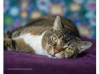 Adopt Shirley Temple a Brown or Chocolate Domestic Shorthair / Domestic