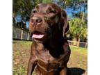 Adopt GEMMA a Labrador Retriever / Mixed dog in Palm City, FL (33695548)