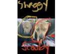 Adopt Shaggy a Brown/Chocolate - with Black American Pit Bull Terrier / Mixed