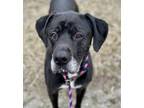 Adopt Bella a Black Labrador Retriever / Great Dane / Mixed dog in Burton