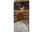 Adopt Go Fish a Orange or Red Tabby American Bobtail / Mixed (medium coat) cat