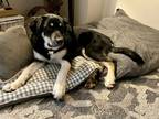 Adopt LeLu a Black - with White Great Dane / Husky / Mixed dog in Tacoma