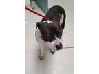 Adopt Hannah a Black Pit Bull Terrier / Mixed dog in Oakland, CA (33687397)