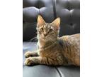 Adopt Maggie aka Mama a Domestic Shorthair / Mixed cat in Mackinaw