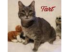 Adopt Tarte a Gray or Blue Domestic Shorthair cat in Mackinaw, IL (33695398)