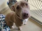 Adopt Spatula a Gray/Blue/Silver/Salt & Pepper American Pit Bull Terrier / Mixed