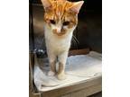 Adopt MISSISSIPPI a Orange or Red Tabby Domestic Shorthair / Mixed (short coat)