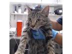 Adopt MILO a Brown Tabby Domestic Shorthair / Mixed (short coat) cat in San
