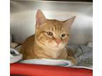 Adopt *STEVEN a Orange or Red Tabby Domestic Shorthair / Mixed (short coat) cat