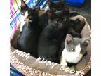 Adopt Boots Wignall a Gray or Blue (Mostly) Domestic Shorthair / Mixed cat in