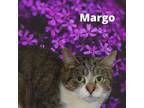 Adopt MARGO a Brown Tabby Domestic Shorthair / Mixed (short coat) cat in