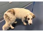 Adopt ANN a White - with Black Great Pyrenees / Mixed dog in Greensboro
