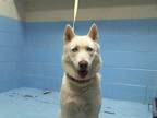 Adopt a White Husky / Mixed dog in Moreno Valley, CA (33695347)