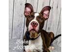 Adopt BAKER a Brown/Chocolate - with White Mixed Breed (Medium) / Mixed dog in
