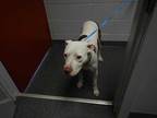 Adopt POLLY a White - with Red, Golden, Orange or Chestnut American Pit Bull
