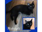 Adopt Midnight a All Black Domestic Shorthair / Mixed cat in Fort Collins