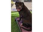 Adopt BETSY a Black - with White American Pit Bull Terrier / Mixed dog in Apache