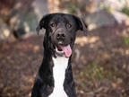 Adopt PEPPER a Black - with White Labrador Retriever / Mixed Breed (Medium) /