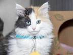 Adopt TORTELLINI a Calico or Dilute Calico Domestic Longhair / Mixed (long coat)