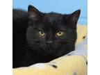 Adopt Sage a Black (Mostly) Domestic Shorthair (short coat) cat in Troy
