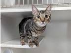 Adopt *LUISA a Brown Tabby Domestic Shorthair / Mixed (short coat) cat in