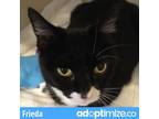 Adopt Frieda a All Black Domestic Shorthair / Domestic Shorthair / Mixed cat in
