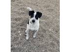 Adopt Diablo a White - with Black Jack Russell Terrier / Mountain Cur dog in
