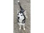 Adopt Jade a Black - with White Husky / Mixed dog in Rochester, IN (33690129)