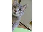 Adopt Fiddler a Gray or Blue Domestic Shorthair / Domestic Shorthair / Mixed cat