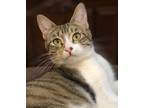 Adopt Rose a Brown Tabby Domestic Shorthair / Mixed (short coat) cat in