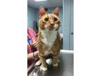 Adopt Cheddar a Domestic Shorthair / Mixed cat in Kingston, NY (33695084)