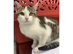 Adopt Casanova a Domestic Shorthair / Mixed cat in Kingston, NY (33695083)