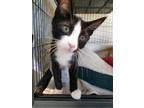 Adopt Grover a Spotted Tabby/Leopard Spotted Domestic Shorthair / Mixed cat in