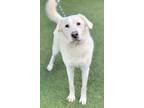 Adopt Elsa a White Great Pyrenees / Retriever (Unknown Type) / Mixed dog in