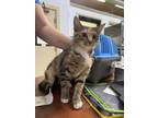 Adopt Crystal a Orange or Red Domestic Shorthair / Domestic Shorthair / Mixed