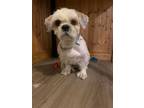 Adopt Geo EProv a White Lhasa Apso / Mixed Breed (Small) / Mixed dog in Warwick