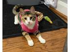 Adopt Callie (KEB) a Spotted Tabby/Leopard Spotted Domestic Shorthair cat in