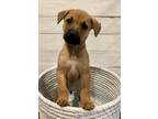 Adopt Steve Weinger a Tan/Yellow/Fawn Boxer dog in Merrifield, VA (33694922)