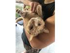 Adopt Garfield a Orange or Red Scottish Fold / Mixed cat in Cypress
