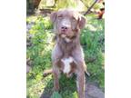 Adopt Emir a Wirehaired Pointing Griffon / Terrier (Unknown Type