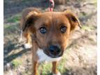 Adopt Giro a Australian Shepherd / Border Collie / Mixed dog in San Diego
