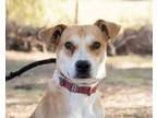 Adopt Wurzer a Beagle / Terrier (Unknown Type, Medium) / Mixed dog in San Diego