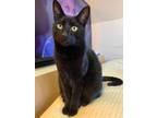 Adopt Wolfy aka Cosmo a All Black Bombay / Domestic Shorthair / Mixed cat in El