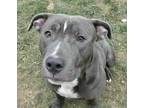 Adopt Mittens a Gray/Blue/Silver/Salt & Pepper American Pit Bull Terrier / Mixed